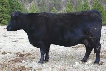 Tremendously sound cow that has produced multiple herdsires working on purebred operations. Pictured at seven years of age.