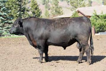 Canadian Angus is very pleased to have one of our nation s Straight Canadian herds donate Dan s pick of his deeply bred cow herd to BtL7.