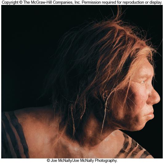 Neanderthals Revisited Neanderthals had variants of the FOXP2 gene - Possible