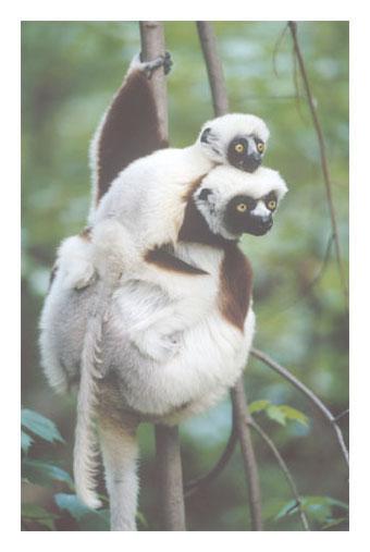 The lorises, lemurs, and