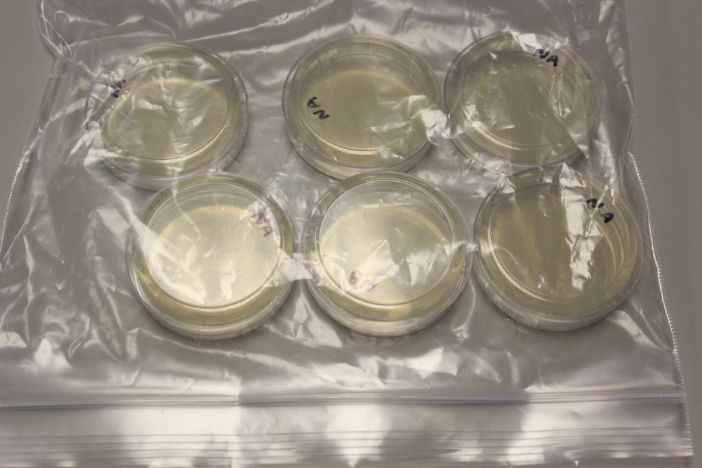 See Figure 9. Figure 9. Poured and cooled agar plate. 15. When the plates are cooled they are ready to be used in the experiment. The entire process takes approximately 1 hour.