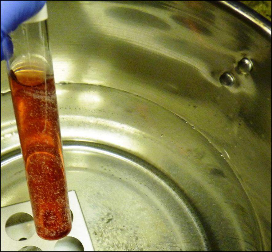Figure 4. Carefully lift the agar tubes from the hot water to monitor the melting process. 8.