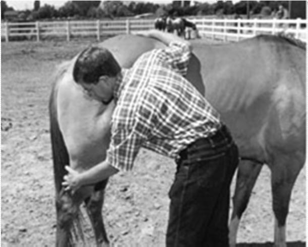 Picking Up a Hind Leg The outside hand can be used to rub and calm the horse while progressing to the midcannon region.
