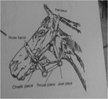 Head Collar Effective Used mostly in horse It consist of Poll piece