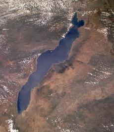 Lake Malawi 1 common
