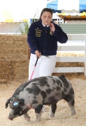Division 961 Market Swine Showmanship No entry fee, but please include showmanship on your entry form. All market swine exhibitors are required to participate in showmanship.