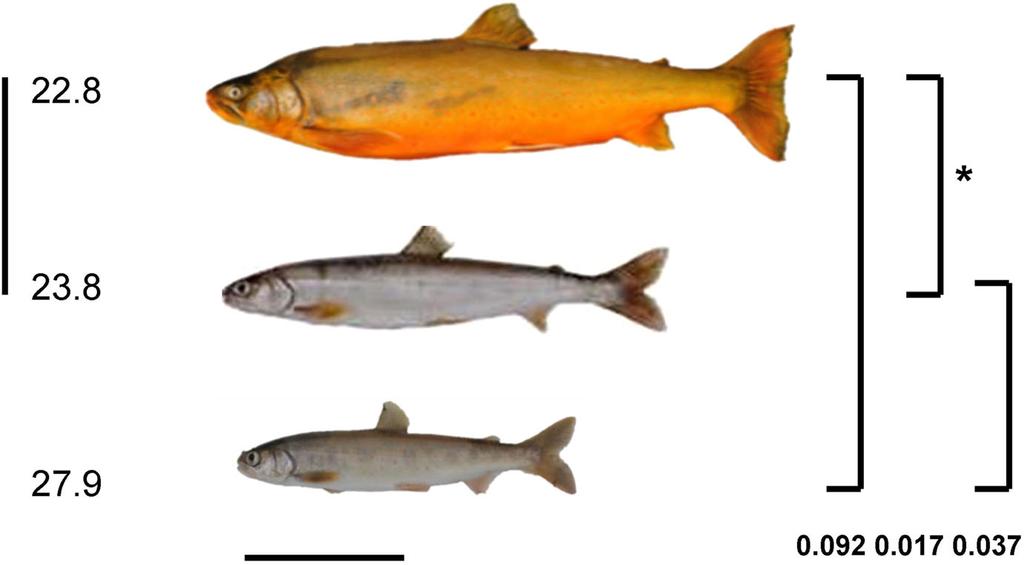 Fig. 3 Images of three body-size morphs of Arctic char from Lower Tazimina Lake, southwestern Alaska, discovered by Woods et al. (2013).
