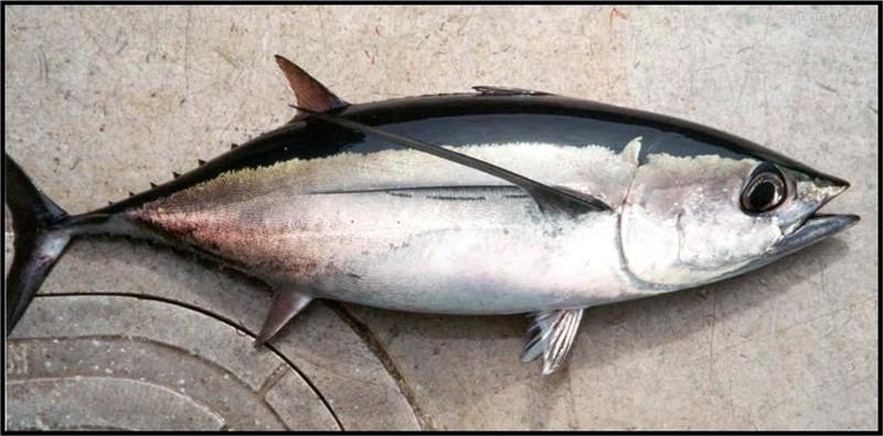 Fisheries management Albacore falls within the management of the large pelagic fishery, and due to its widespread and migratory habits in both oceans, it is managed by Regional Fisheries Management