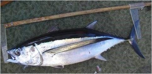 Albacore / Longfin Tuna.
