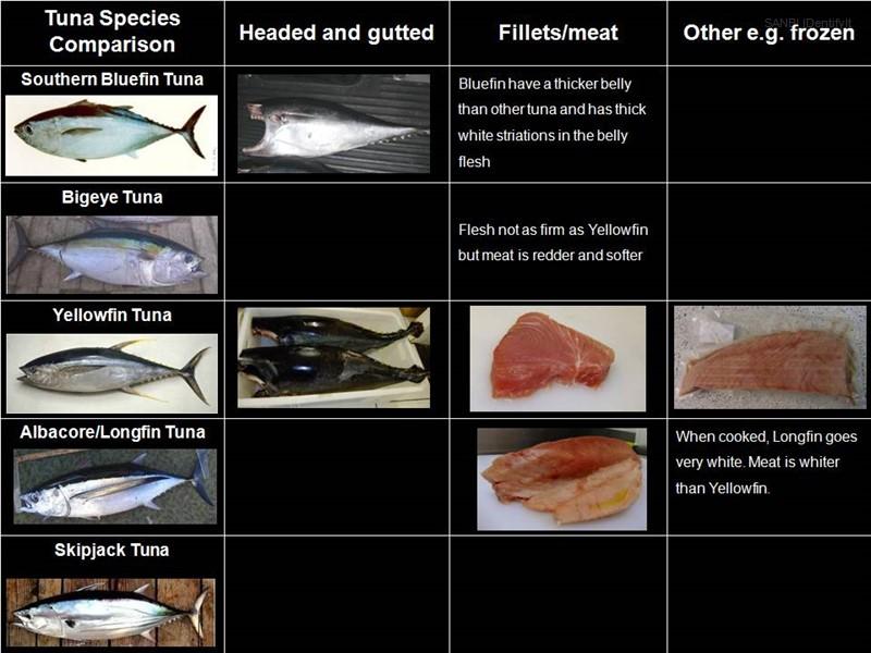Tuna Species Comparison.