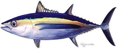 TUNA IN THE NORTH PACIFIC OCEAN IN 2011 REPORT OF THE ALBACORE WORKING GROUP STOCK