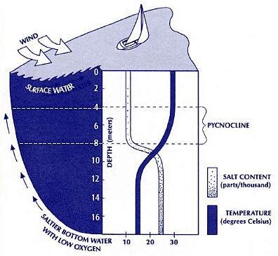 -Thermocline: region where temperature changes rapidly with depth.