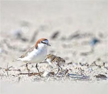 Belongil Spit is a significant nesting site for the NSW endangered Little Tern, endangered Beach Stone -Curlew and the vulnerable Pied Oyster Catcher.
