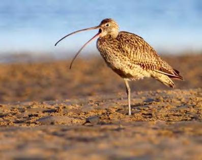 The Federally Critically Endangered Eastern Curlew and State Endangered Beach Stone Curlew are regular visitors to Belongil.