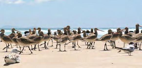 shorebirds in Byron Shire.