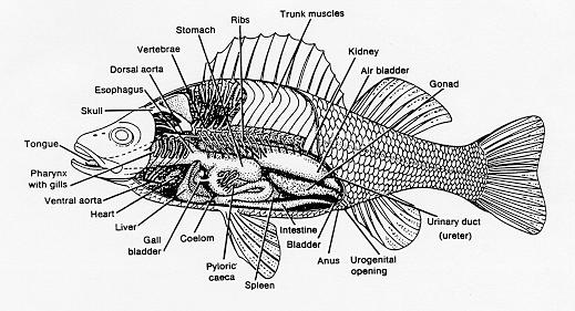 Internal Anatomy of Fish http://io.