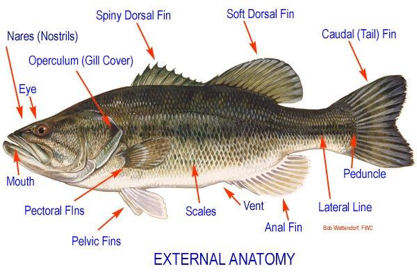External Anatomy of Fish http://www.kentuckylake.