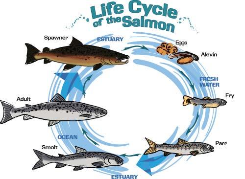 Behaviors in Fish 3) Migration Some species migrate between freshwater and saltwater at different times in their life