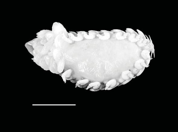 Female isopods (Figure 2A, B, E): have creamy white color and mean size 31 mm long by 25 mm wide.