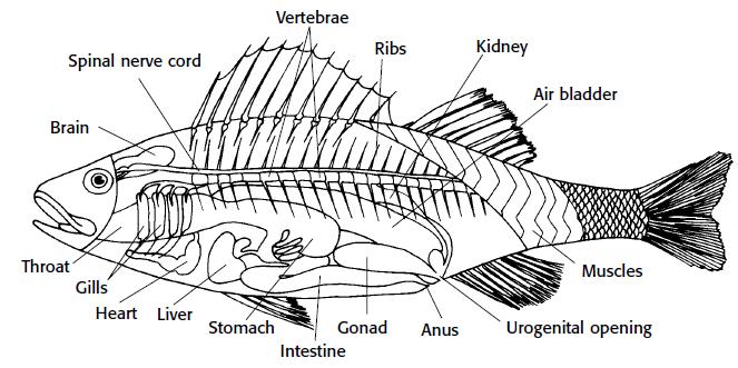 through the edge of the belly and tail. Lift open the side of the fish and cut forward through the ribs along the backbone to the tip of the operculum 8.