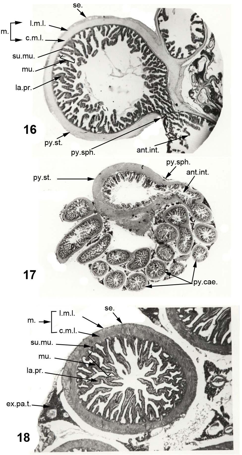 Fig. (16): T.S. of the pyloric stomach showing the absence of the gastric glands and the presence of a pyloric sphincter. H & E stain, X 75. Fig. (17): T.S. of the pyloric stomach showing the pyloric sphincter and sections of pyloric caeca.