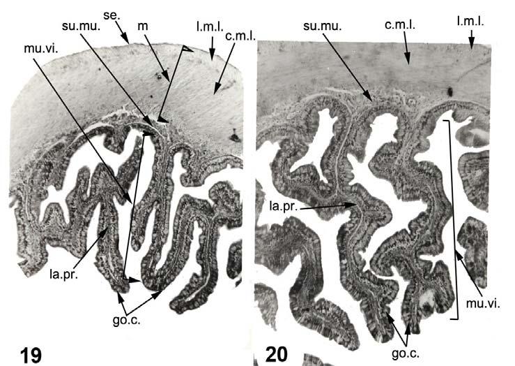 Fig. (19): T.S. of the duodenum showing the mucosa, submucosa, muscularis, serosa and highly branched mucosal villi.