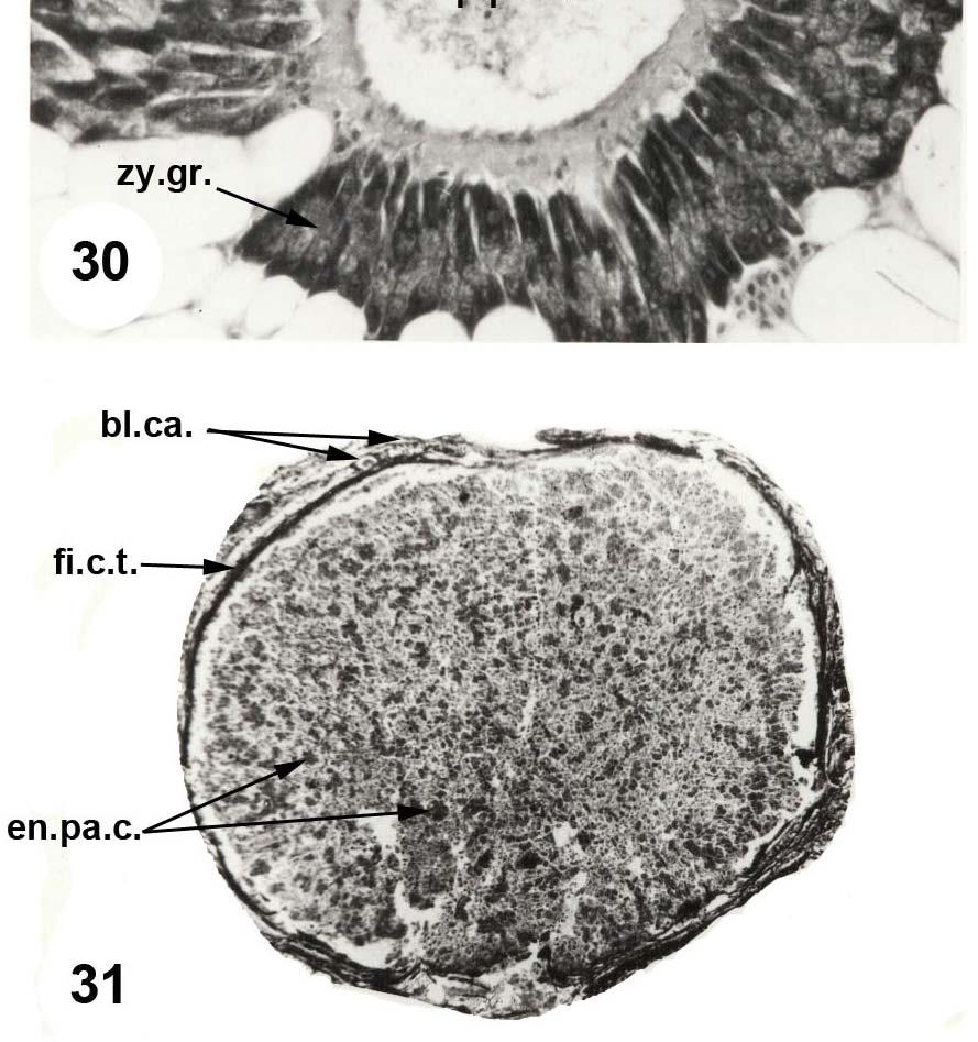 (29) showing the polyhedral exocrine pancreatic cells with eccentric nuclei and apical zymogen granules.