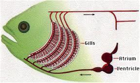Blood leaves gills capillaries -> vessels in fish body ->