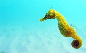 Is a seahorse a fish,