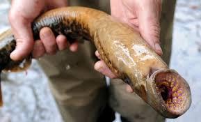 floor Lampreys are parasitic Uses