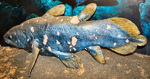 Only 7 species survive today 1 species is coelacanth Other 6 are all lungfishes Have paired fins Each fine consists of a long, fleshly, muscular structure supported by central core of bones Bones are