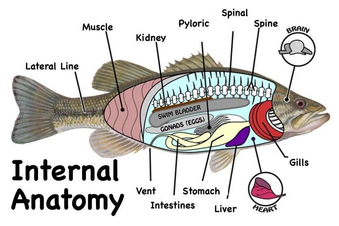 dissection Pressure again Fish can control their float-ability by a special organ called the swim bladder, or air bladder.
