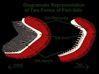 Rakers prevent food from clogging up the gill filaments Gill Filaments