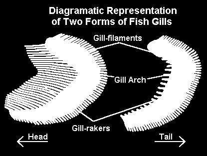 Gas is exchanged in gills because water and blood move along side each other