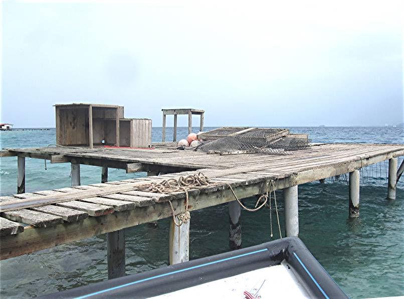 We arrived at the pearl farm and tied up to the wharf that was built out onto the reef. A very pleasant lady came out to a demonstration setup on the pier and showed us how pearl oysters are grown.