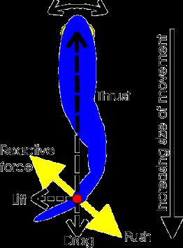 Diagram of forces when a fish swims.