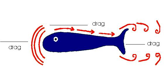 3. Label the diagram and describe forces of how a fish swims. Thrust Lift Drag - 4. Label the diagram and fill in the missing words.