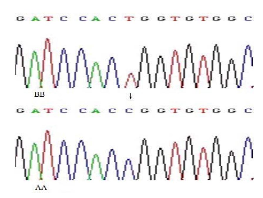 X.B. Qiao et al. 2594 Figure 2. Sequence analysis on the isolated genotype of the MSTN gene arrow denotes substitution.