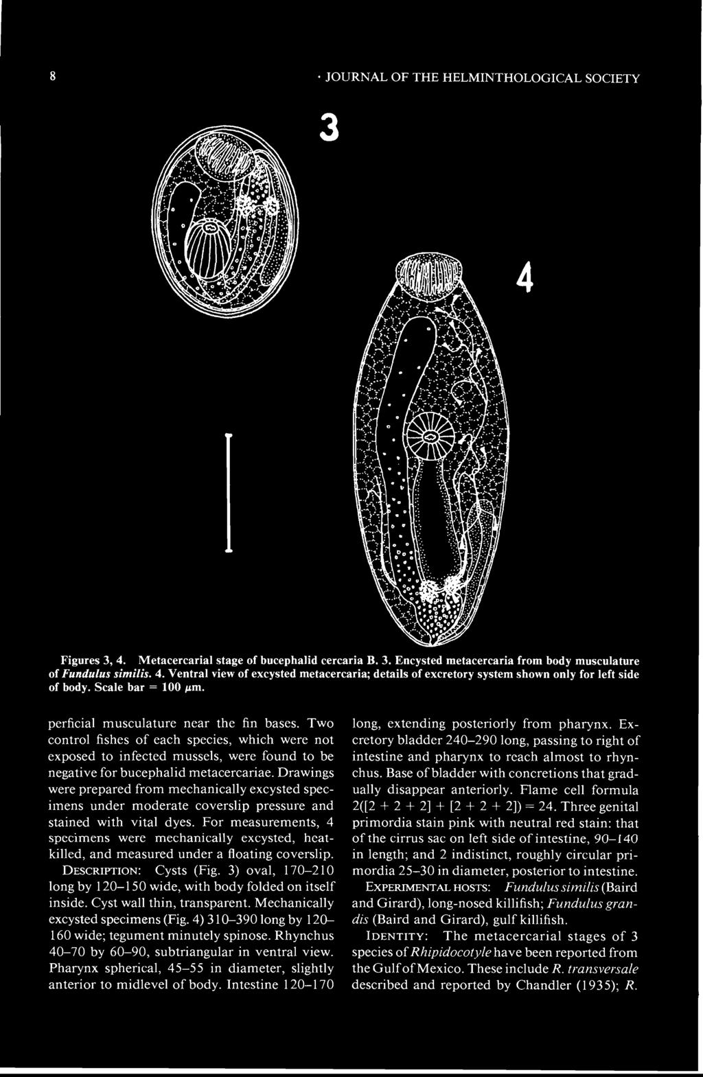 JOURNAL OF THE HELMINTHOLOGICAL SOCIETY Figures 3, 4. Metacercarial stage of bucephalid cercaria B. 3. Encysted metacercaria from body musculature of Fundulus similis. 4. Ventral view of excysted metacercaria; details of excretory system shown only for left side of body.