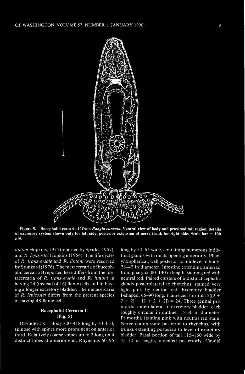 OF WASHINGTON, VOLUME 57, NUMBER 1, JANUARY 1990 Figure 5. Bucephalid cercaria C from Rangia cuneata.