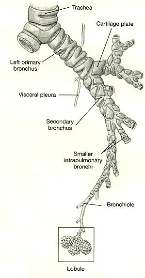Extending from the secondary bronchi are additional airways that terminate in the alveoli of the lungs: Note the characteristics of