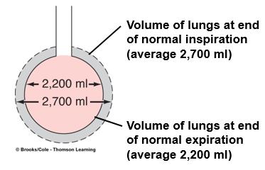 Now let's explain these volumes in physiological terms: Figure A represents the lungs after a forceful expiration (Minimal lung volume -residual volume- at maximum deflation).