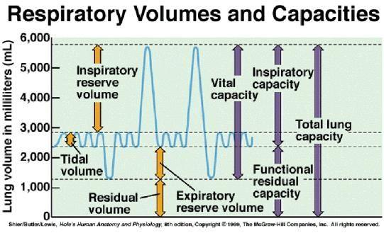Use the following to complete Table 2 on your Student Sheet Inspiratory Capacity (IC): The amount of air which can be inhaled after normal expiration (IC = IRV + TV). Normal IC is roughly 3000 ml.
