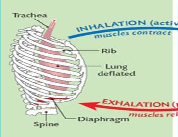 EXPIRATION 1. Diaphragm relaxes, ribs pulled downward 2.