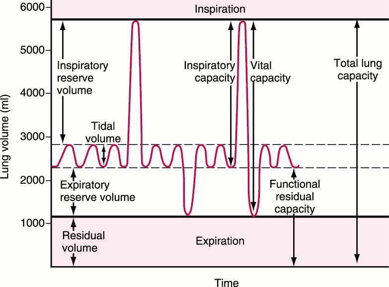 Inspiratory Capacity (IC) : the amount of air that can be inhaled from REEP. TV + IRV 3,500 ml Vital capacity (VC), Functional VC (FVC) : the amount of air that is under volitional control.