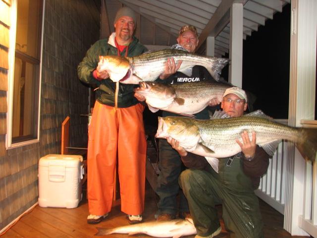 These Rockfish were caught by Alec Woolfolk and friends on Friday, December 7th during a fishing tournament on the Eastern Shore...The weight varied from 36 to 41 pounds.
