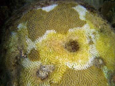 response efforts. Boaters, divers and snorkelers are encouraged to help by submitting reports of coral disease to the Southeast Florida Action Network (www.seafan.net).