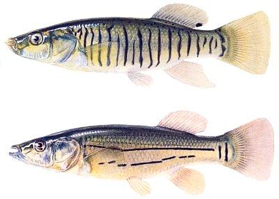 Common Fishes of the Intertidal Zone Striped Killifish.