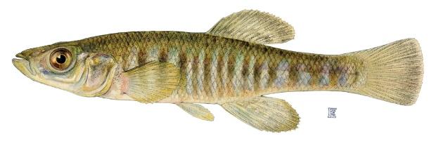 A freshwater species that will occasionally be found in salt marshes with F. heteroclitus.