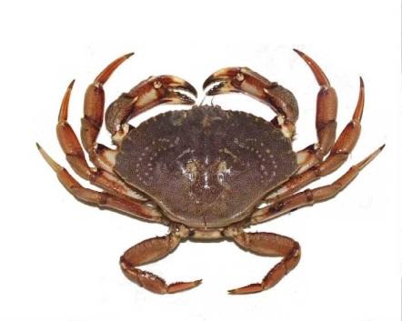 Rock Crab. Broad, oval carapace. Nine small spines from eye to edge of carapace. Reddish coloration. Up to 13 cm.